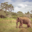 Slon v rezervácii