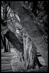 Park forever