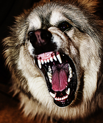 Roky
