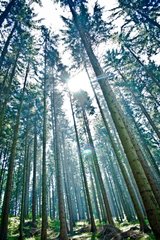 Trees