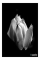 Tulipany