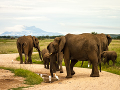 Sloni na prechádzke
