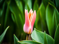 Tulipán