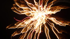 fireworks rose