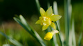 Narcis