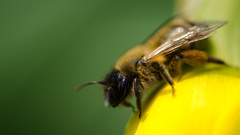 včela 2