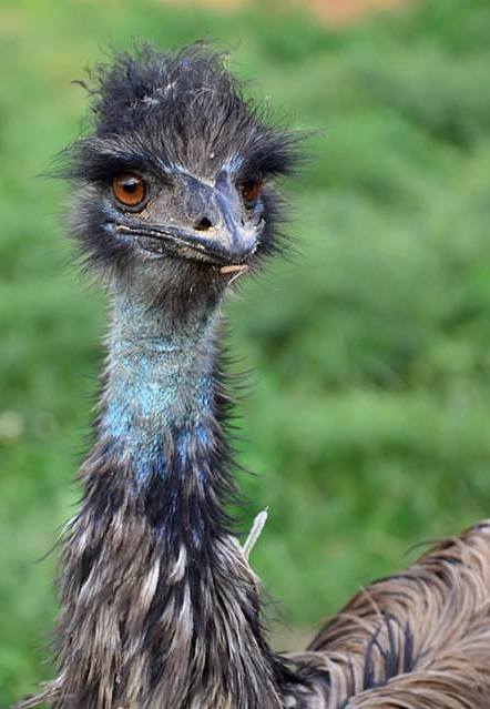 Emu