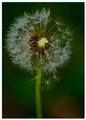 ..Odviate vetrom..