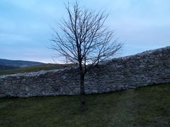 Strom za hradným múrom