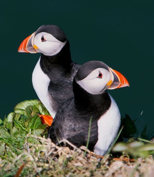 ,,Puffins''