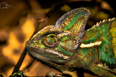 Chameleo Calyptratus