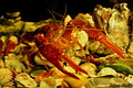 My name is "Red Lobster" :)