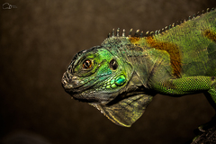 Leguán zelený (iguana iguana)