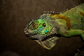 Leguán zelený (iguana iguana)