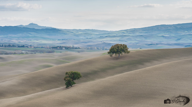 Lonely trees