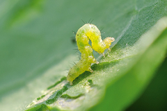 Sugar beet pests 7