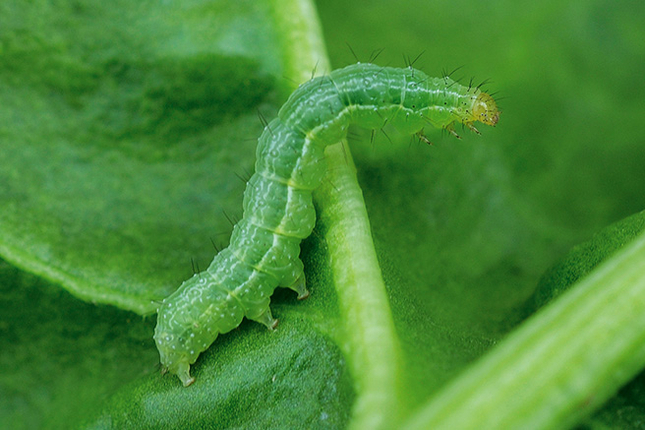 Sugar beet pests 8