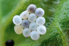 Sugar beet pests7