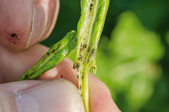 Sugar beet pests7