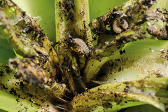 Sugar beet pests7