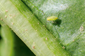 Sugar beet pests 12