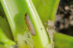 Sugar beet pests 7