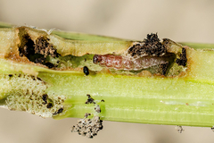 Sugar beet pests10