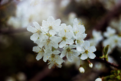 Blossom