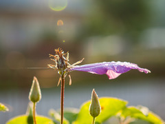 rosa