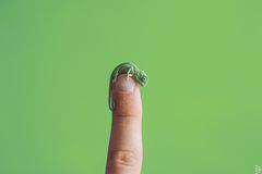 Chameleón