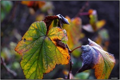 Ľadove vino