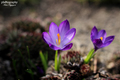 Krokus...