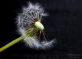 ...dandelion...