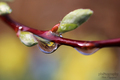 ...drop II...