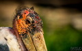 Divný vták
