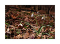 snowdrops.../°