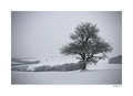 pear tree
