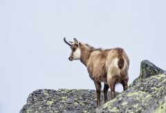 Rupicapra