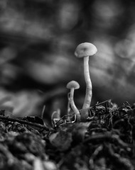 Fungus