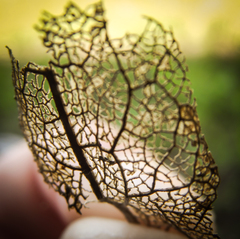 Leaf
