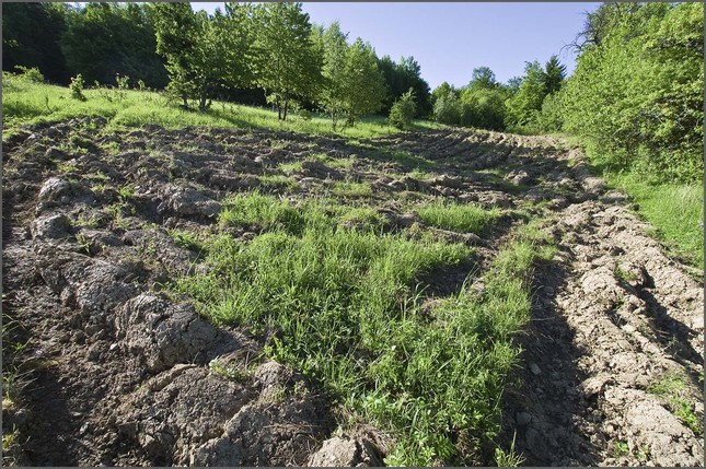 Mamina roľa 2