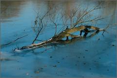 "Kráčal po tenkom ľade"