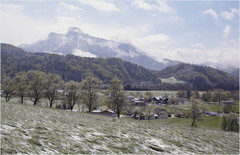 Snehánka