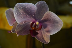 Orchidea zblízka 1