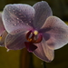 Orchidea zblízka 1