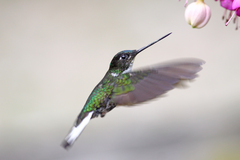 kolibrík - Ink golierikatý