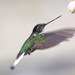 kolibrík - Ink golierikatý