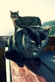 CATS