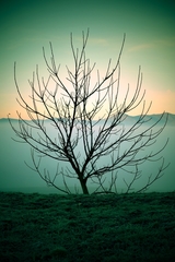 lomo strom