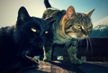 CATS